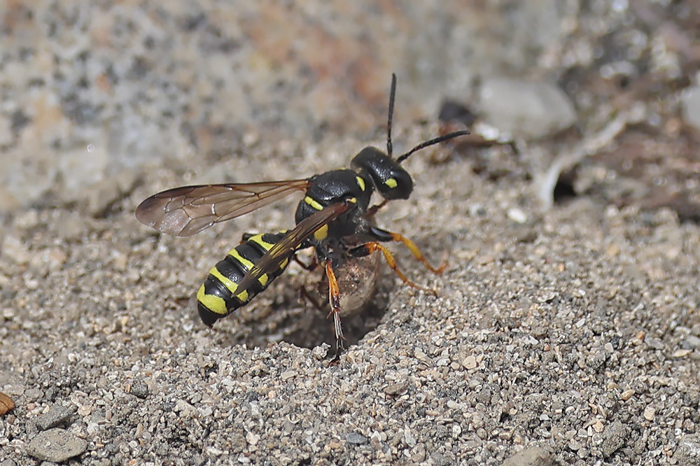 Sand tailed digger wasp